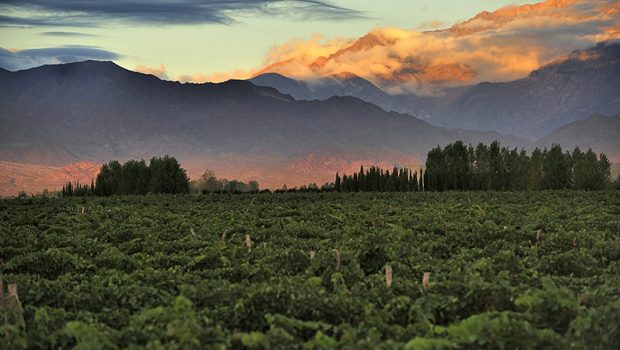 Mendoza Argentina the Scent of Malbec Wine