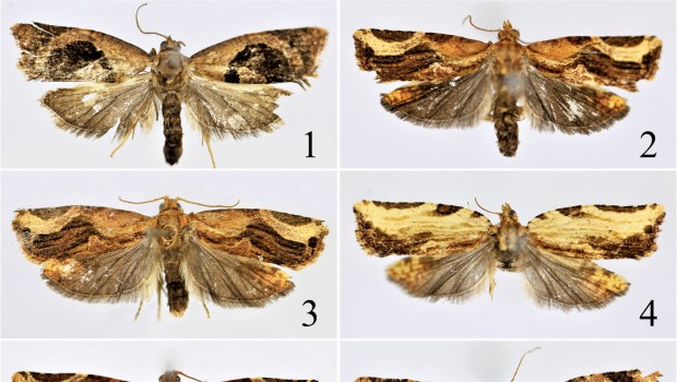 Lecciones breves de lepidopterología