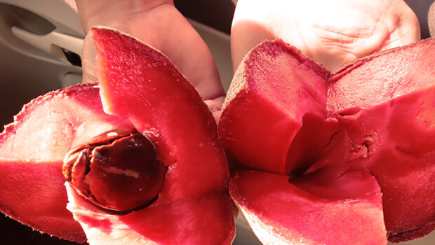 El mamey: la fruta desconocida