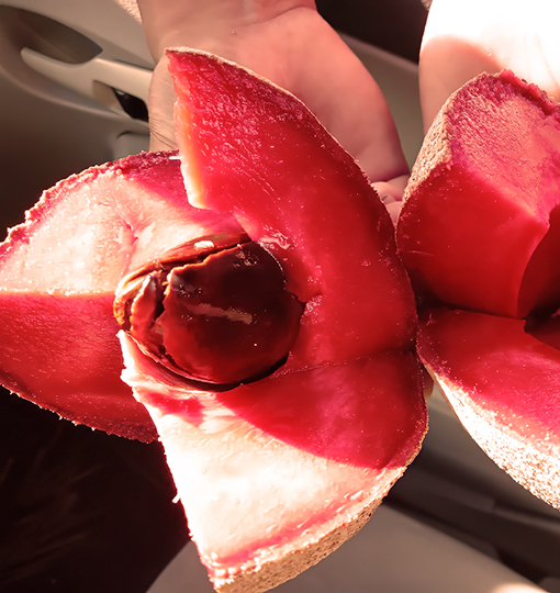 El mamey: la fruta desconocida