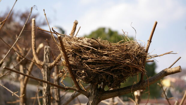 El nido abandonado