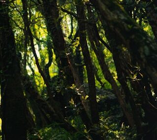 Lacandona Speed o la inminencia de una literatura continental